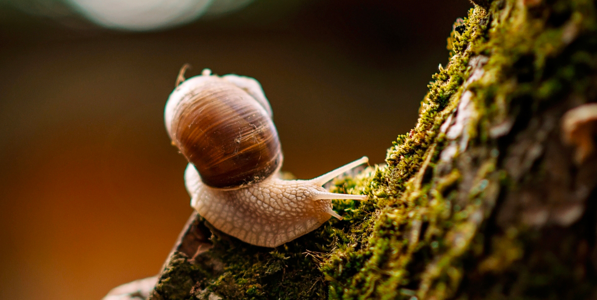 visu-escargot-foret-Bourgogne-Escargots_MOBILE