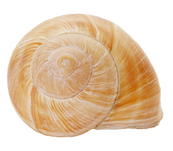 coquille Helix Pomatia