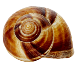 coquille Helix Lucorum