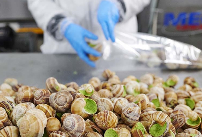 conditionnement des escargots