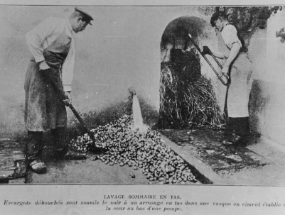 photo historique Bourgogne Escargots