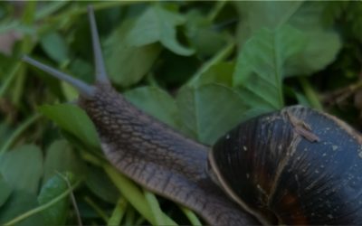 5 surprising facts about snails