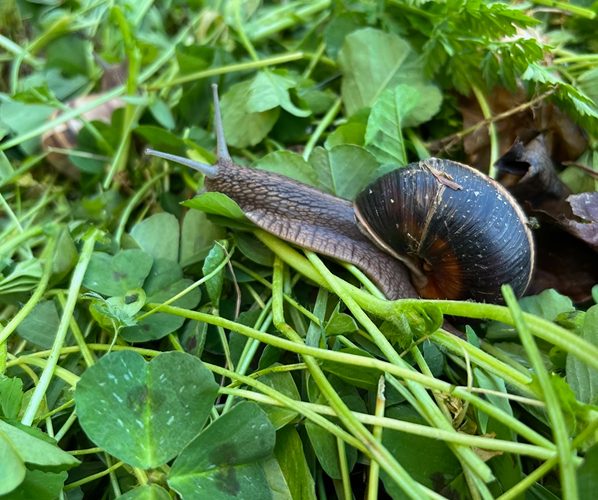 5 faits surprenants sur les escargots