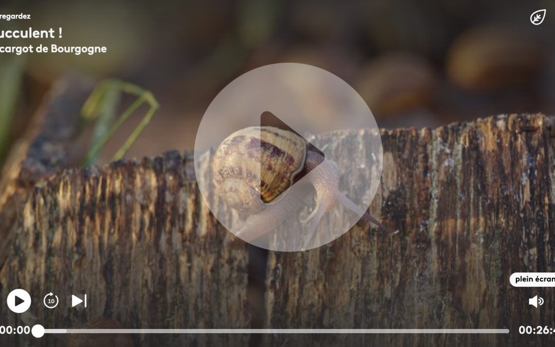 Bourgogne Escargots à l’honneur dans l’émission Succulent sur France 3